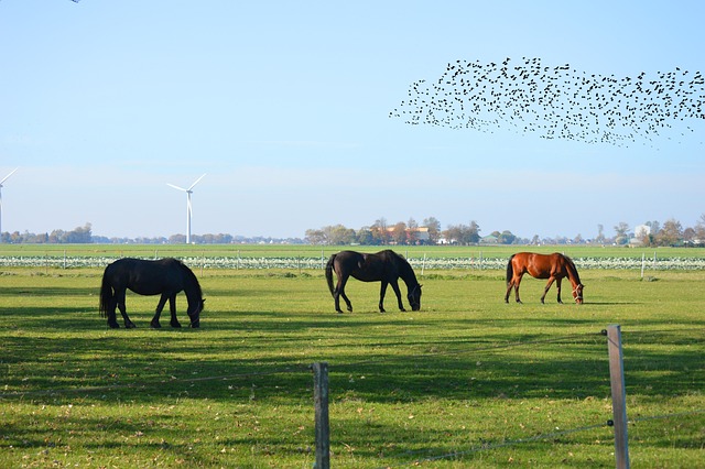 Zusehen ist eine weite grüne Landschaft, mit drei grasenden Pferden im Vordergrund und einem Windrad sowie zwei Häusern im Hintergrund.
